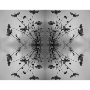 Rahul Kumar, grade 10, "Radial Flowers," digital print, 13x9 in. Students were asked to create a radial piece of artwork using their own photos, then copying, pasting, reflecting, and flipping them in Photoshop. Subsequent editing and refining is experimented with to create a symmetrical image. Rahul's use of sparse imagery in black and white has created an image evocative of a beautiful drawing in subtle grey tones.