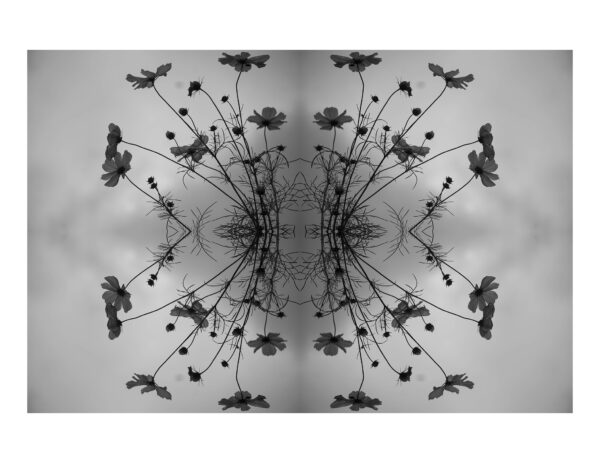 Rahul Kumar, grade 10, "Radial Flowers," digital print, 13x9 in. Students were asked to create a radial piece of artwork using their own photos, then copying, pasting, reflecting, and flipping them in Photoshop. Subsequent editing and refining is experimented with to create a symmetrical image. Rahul's use of sparse imagery in black and white has created an image evocative of a beautiful drawing in subtle grey tones.