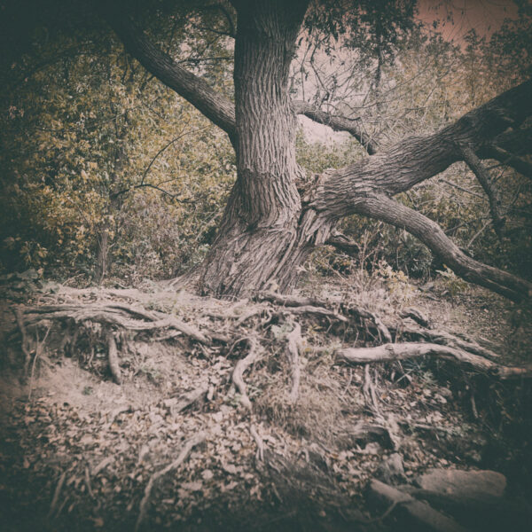 Tree and Roots