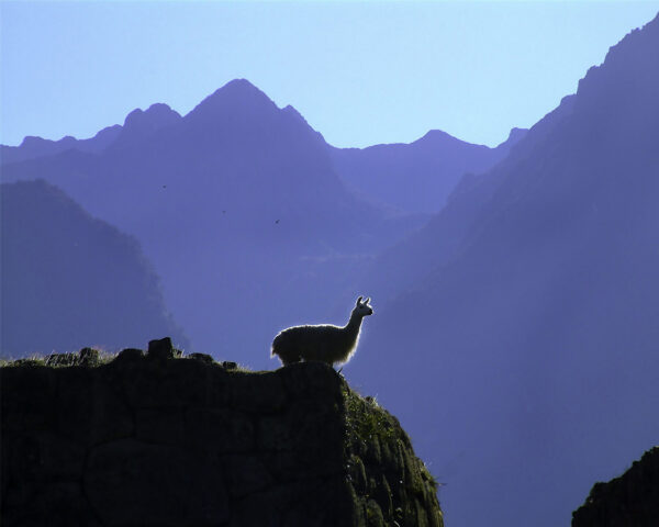 Melanie Guerra: Machu Piccu Morning