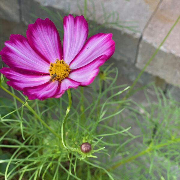 Melanie Guerra: Candystripe Cosmos